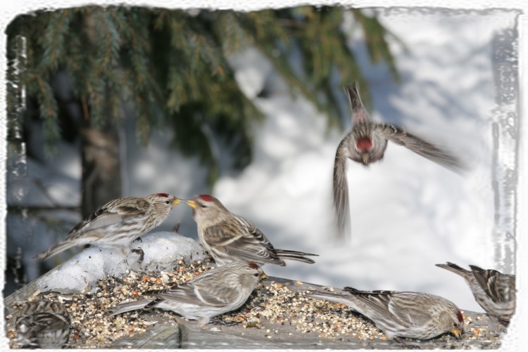 Fonds d'cran Animaux Oiseaux - Sizerins Siserins flamm