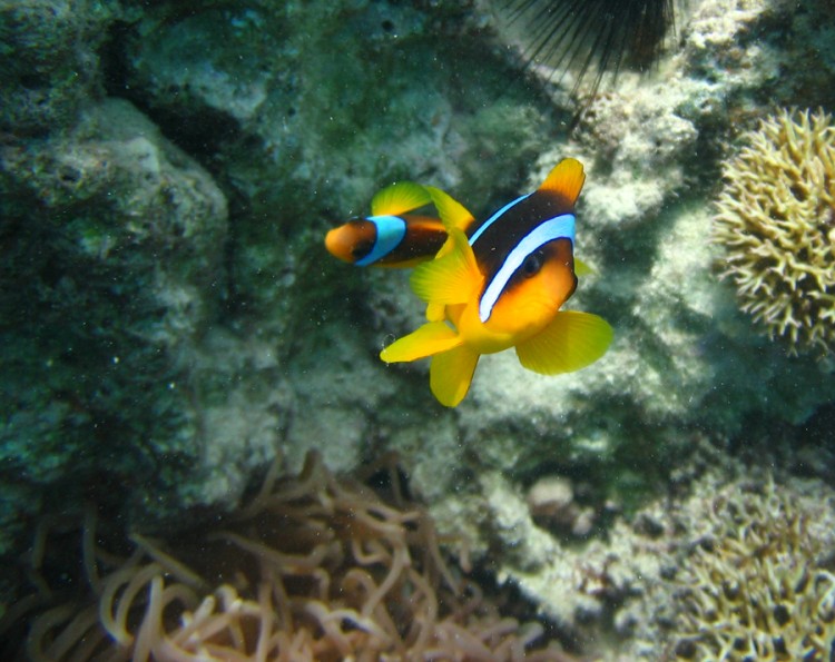 Fonds d'cran Animaux Vie marine - Poissons Poissons clown