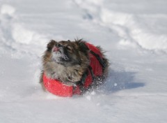 Fonds d'cran Animaux Neige folle