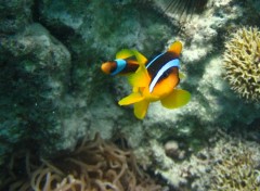 Wallpapers Animals Poissons clown