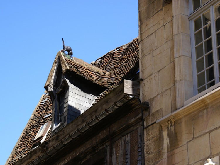 Fonds d'cran Voyages : Europe France > Bourgogne dijon, le chat sur le toit