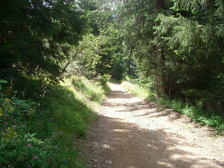 Wallpapers Nature Trees - Forests un chemin de randonne