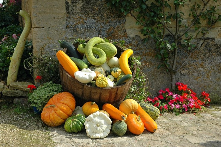 Fonds d'cran Nature Lgumes Cucurbitaces