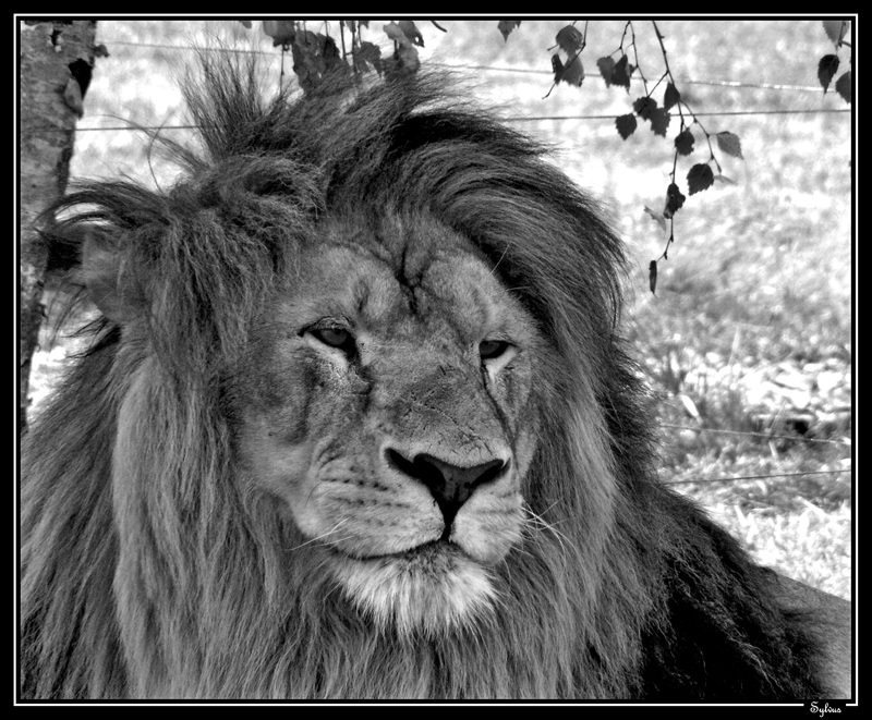 Wallpapers Animals Felines - Lions Le roi de la jungle!!