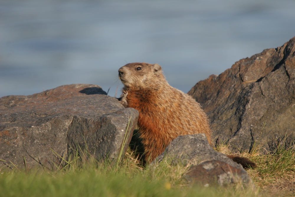 Wallpapers Animals Marmot Marmotte