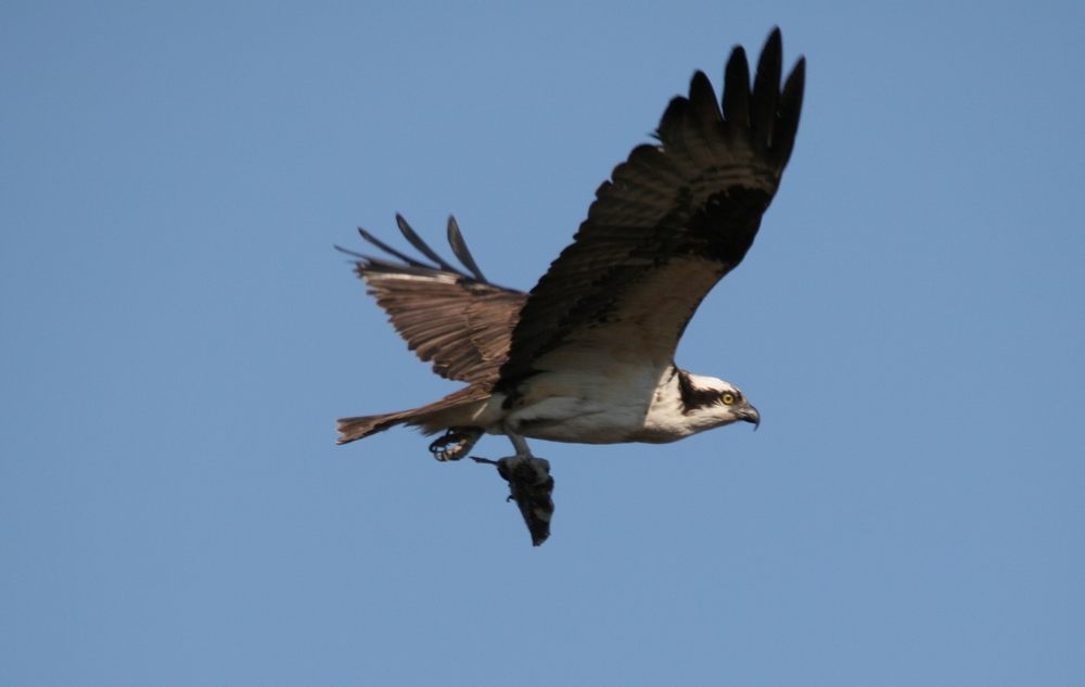 Fonds d'cran Animaux Oiseaux - Busards Balbusard