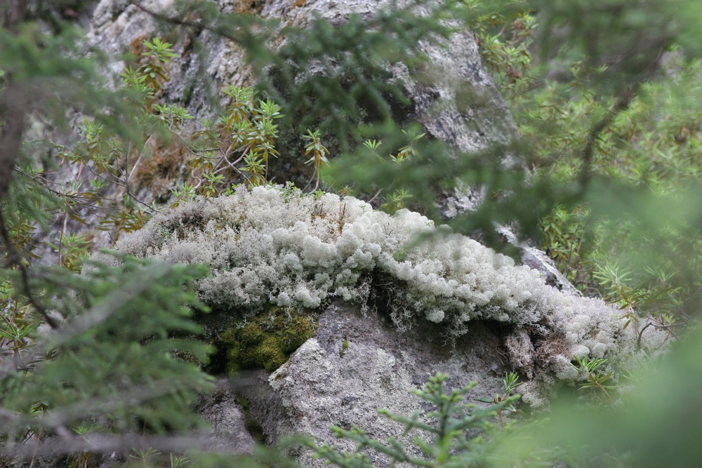 Fonds d'cran Nature Plantes - Arbustes Lichen