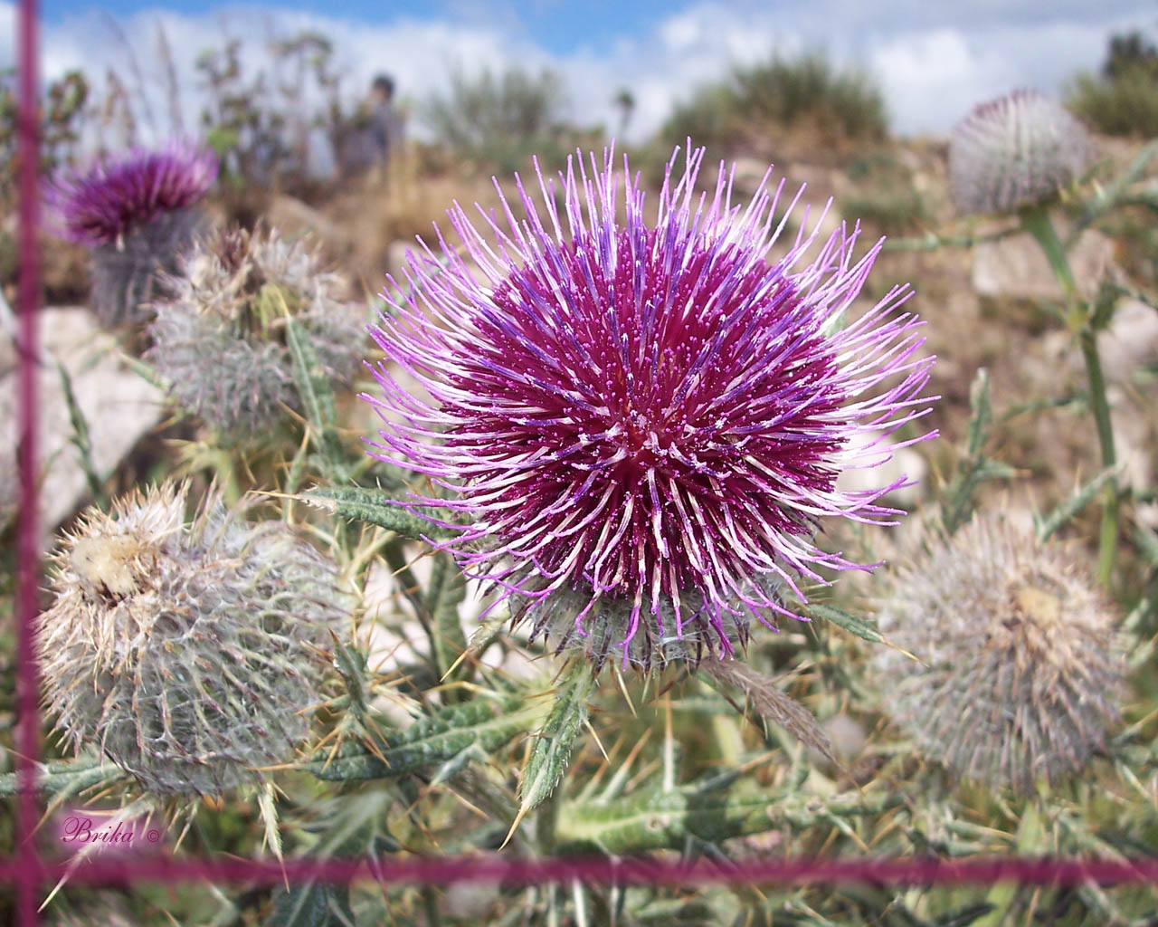 Fonds d'cran Nature Fleurs 