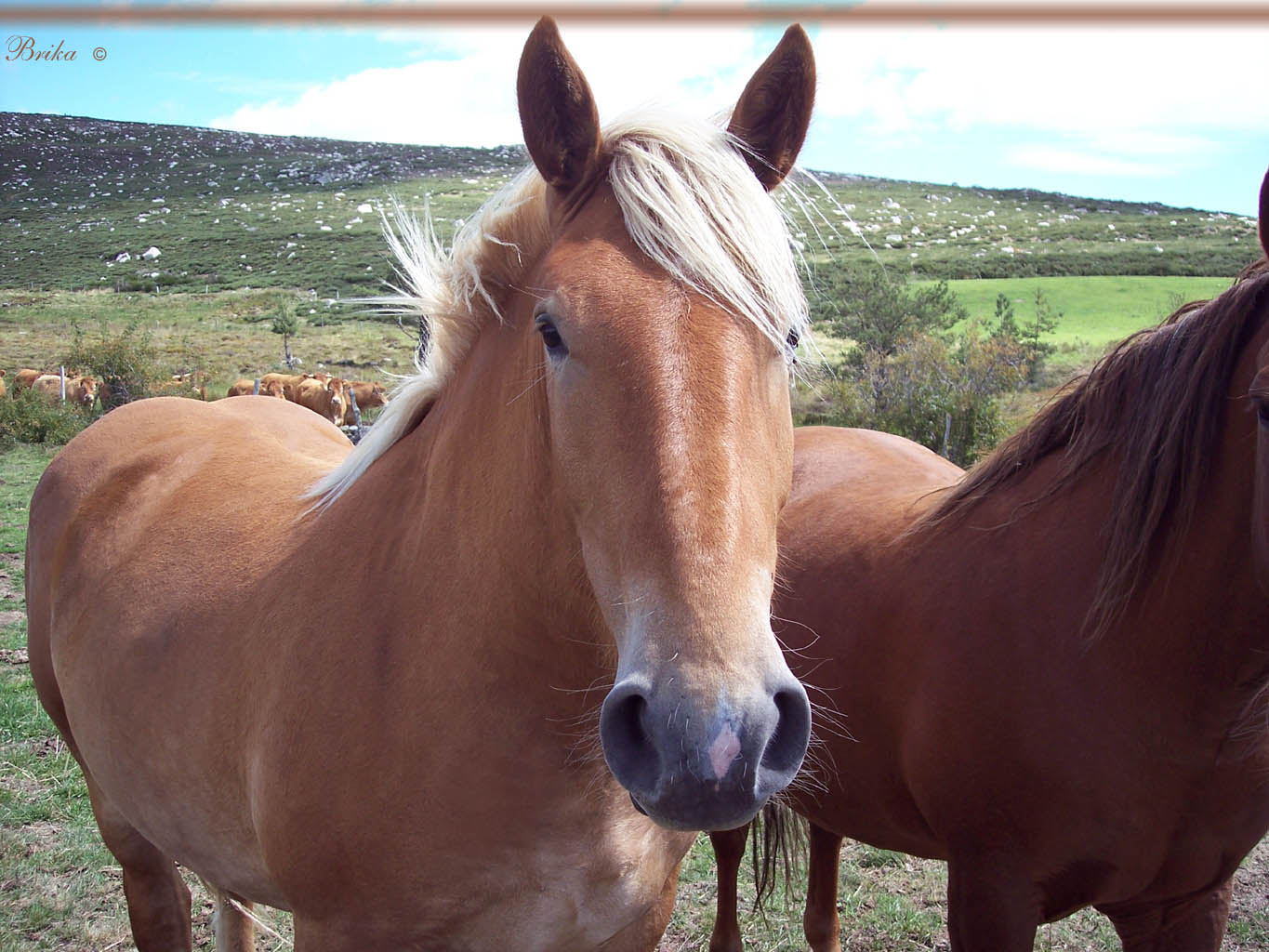 Fonds d'cran Animaux Chevaux Cheval