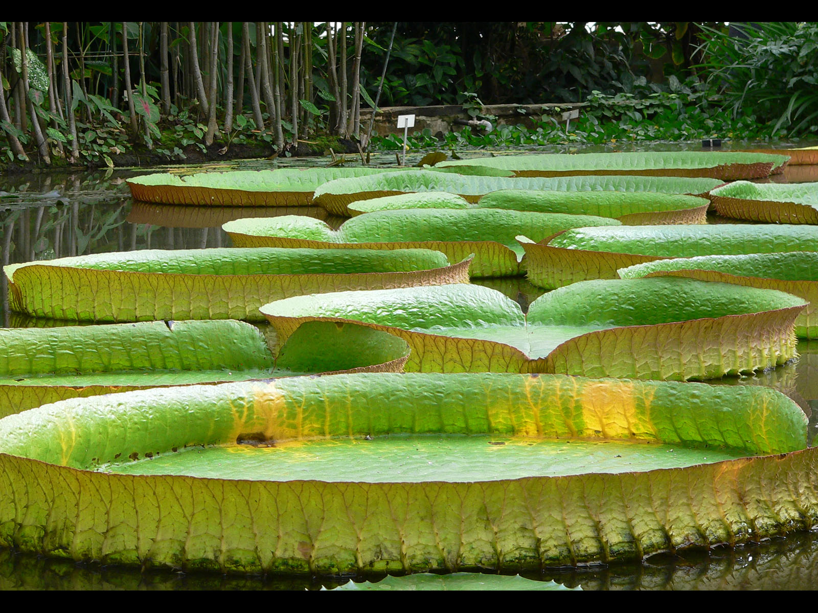 Wallpapers Nature Leaves - Foliage 