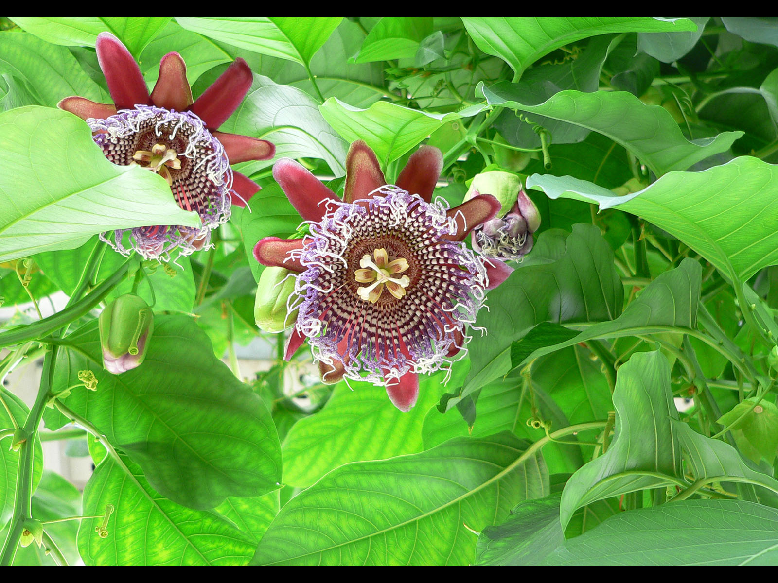 Fonds d'cran Nature Fleurs 