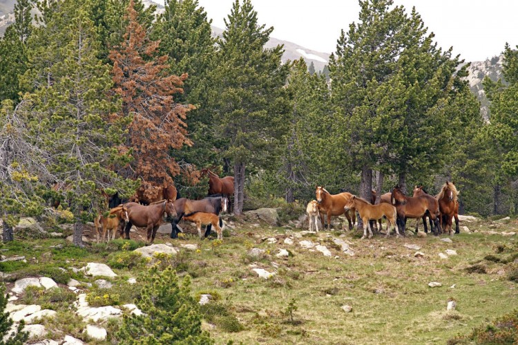 Fonds d'cran Animaux Chevaux Pyrnes Orientales