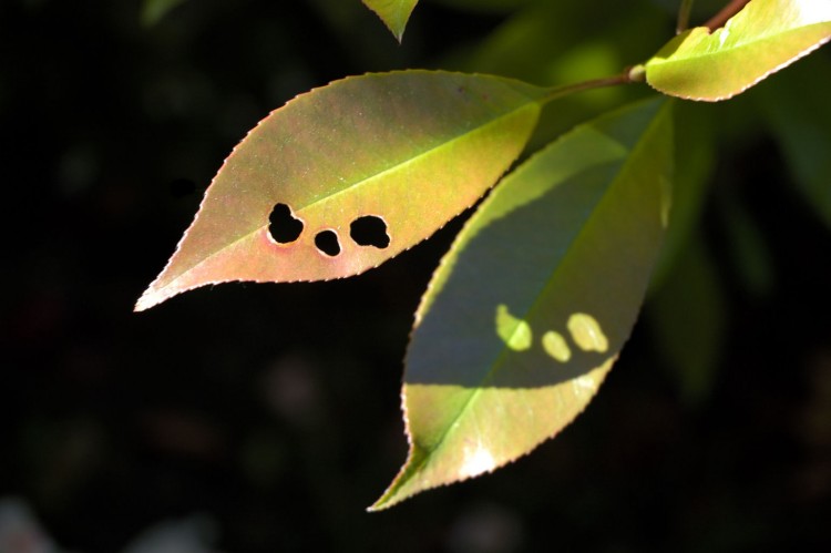 Fonds d'cran Nature Feuilles - Feuillages Petits Trous