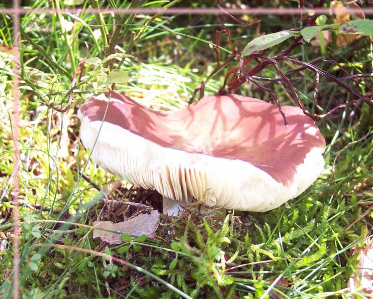 Wallpapers Nature Mushrooms Champignon