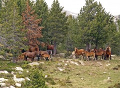 Fonds d'cran Animaux Pyrnes Orientales