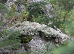 Fonds d'cran Nature Lichen