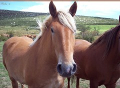 Fonds d'cran Animaux Cheval