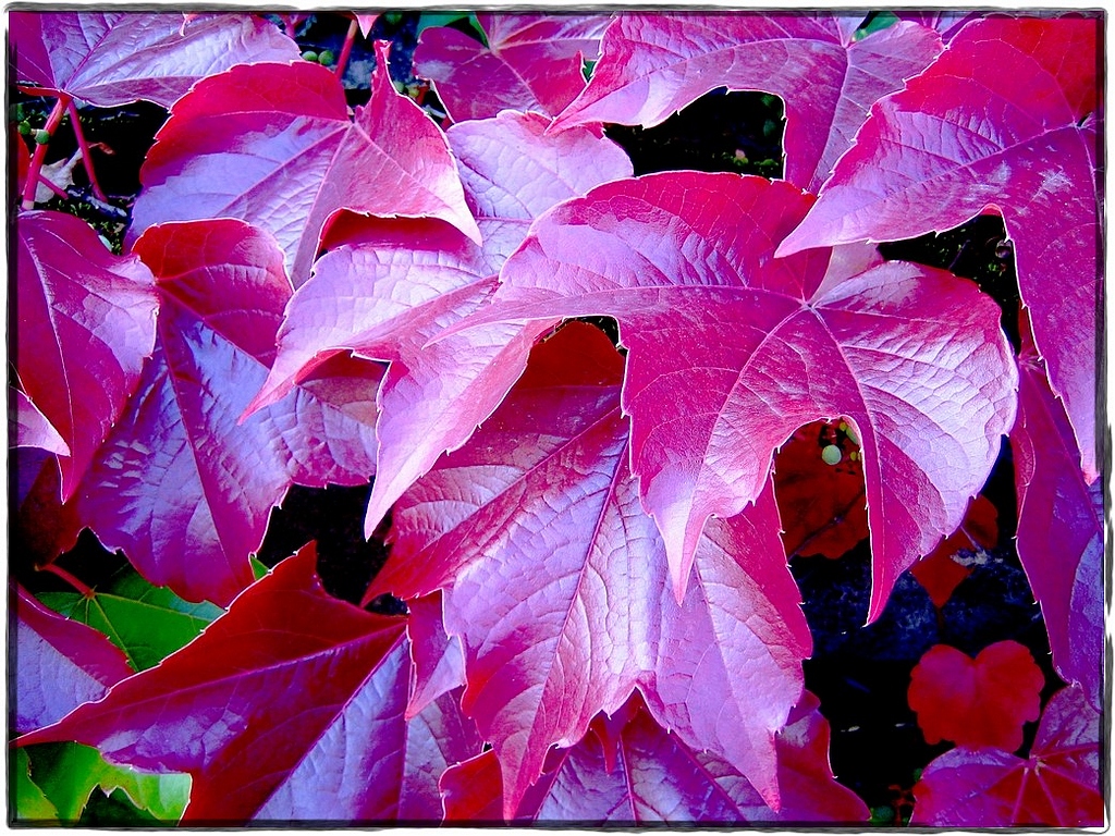 Fonds d'cran Nature Feuilles - Feuillages Feuilles d'Automne