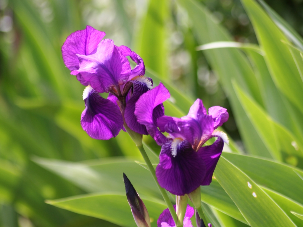 Fonds d'cran Nature Fleurs Fleur