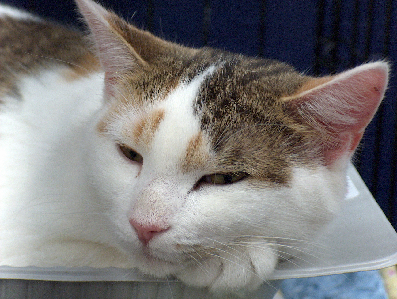 Fonds d'cran Animaux Chats - Chatons Le repos