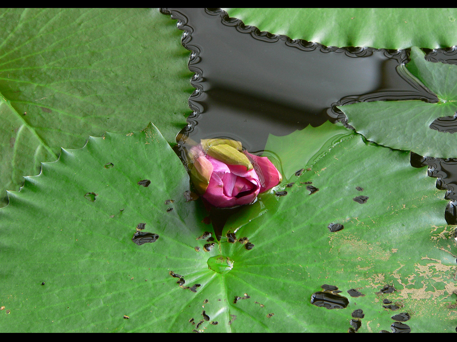 Wallpapers Nature Flowers la naissance