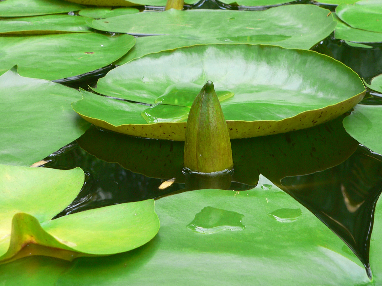 Wallpapers Nature Leaves - Foliage 