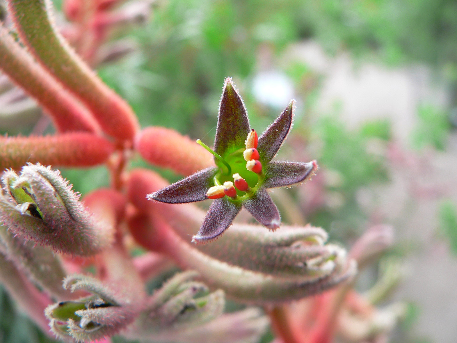 Fonds d'cran Nature Fleurs 