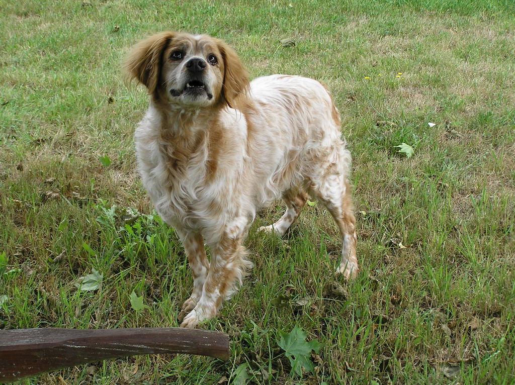 Fonds d'cran Animaux Chiens 