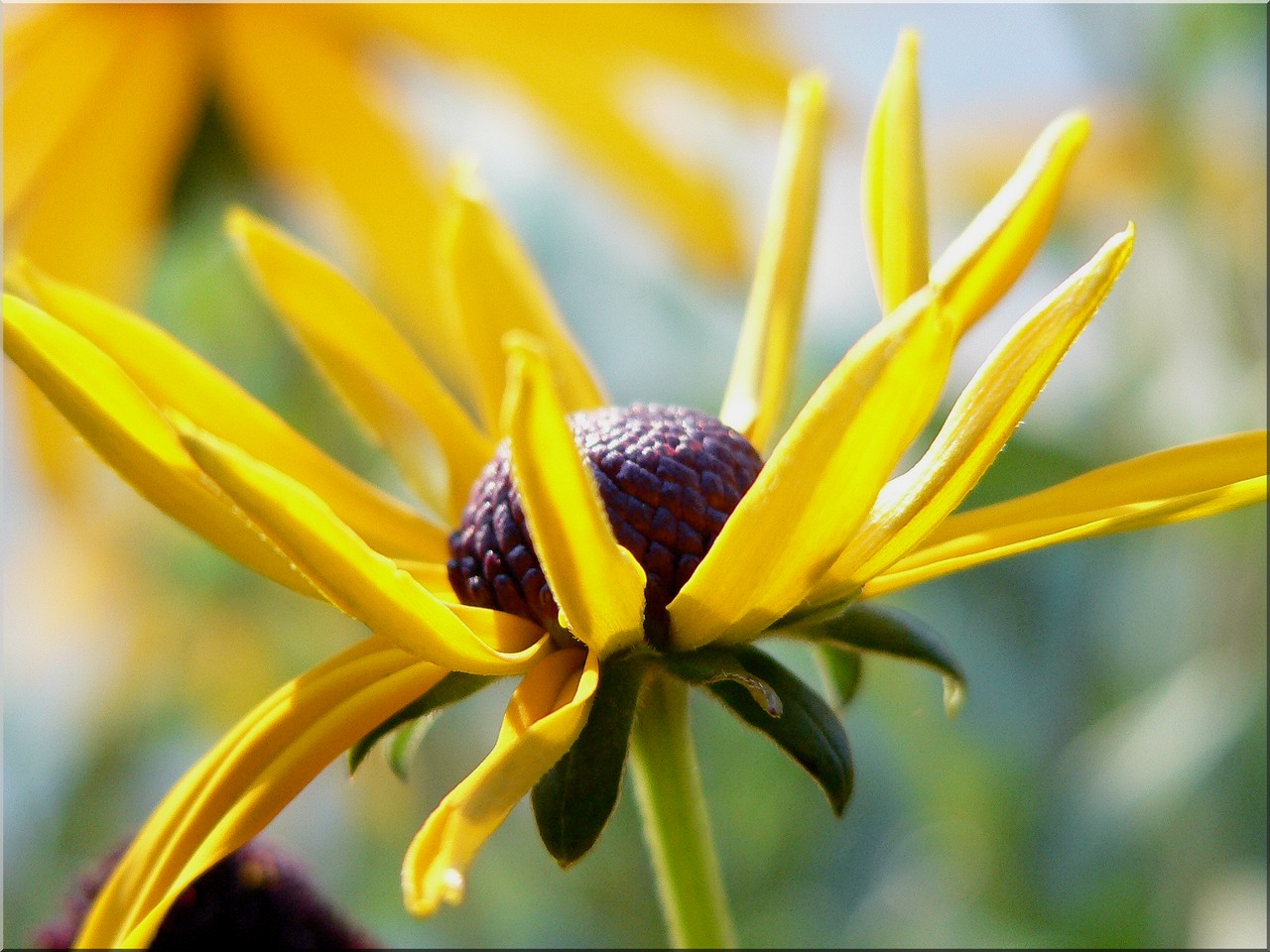 Fonds d'cran Nature Fleurs 