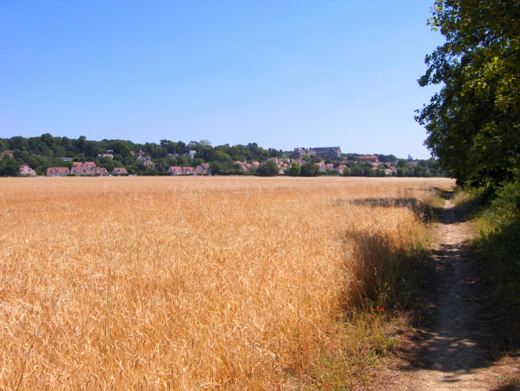 Fonds d'cran Nature Champs - Prairies Chemin du champs de bl