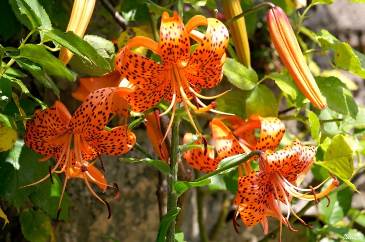 Wallpapers Nature Flowers Fleurs du jardin