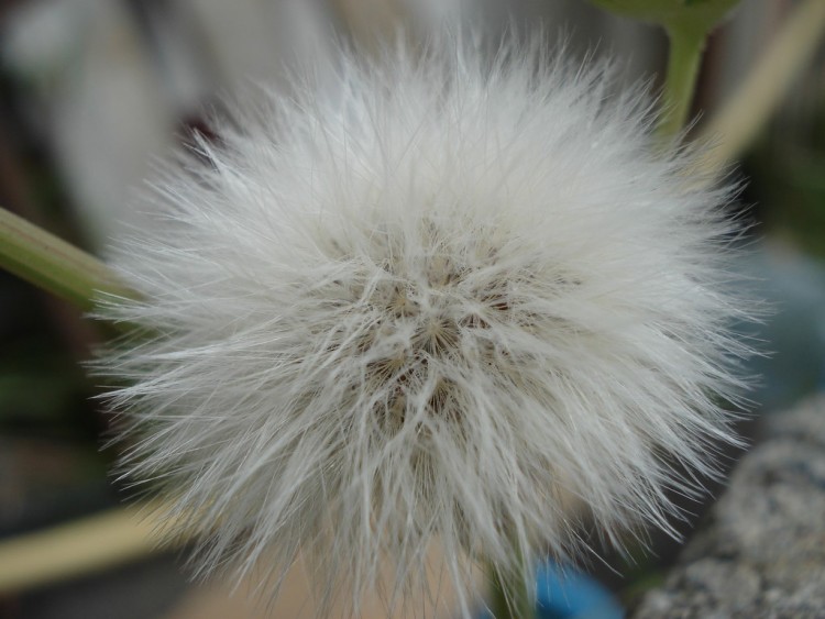 Fonds d'cran Nature Fleurs FLEUR DE PISSENLIT