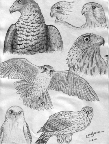 Wallpapers Art - Pencil Animals - Birds - Raptors tude de rapaces