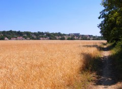 Fonds d'cran Nature Chemin du champs de bl