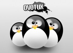 Fonds d'cran Informatique Ovotux