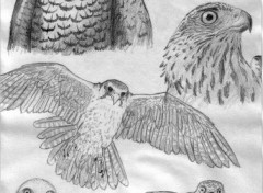 Wallpapers Art - Pencil tude de rapaces