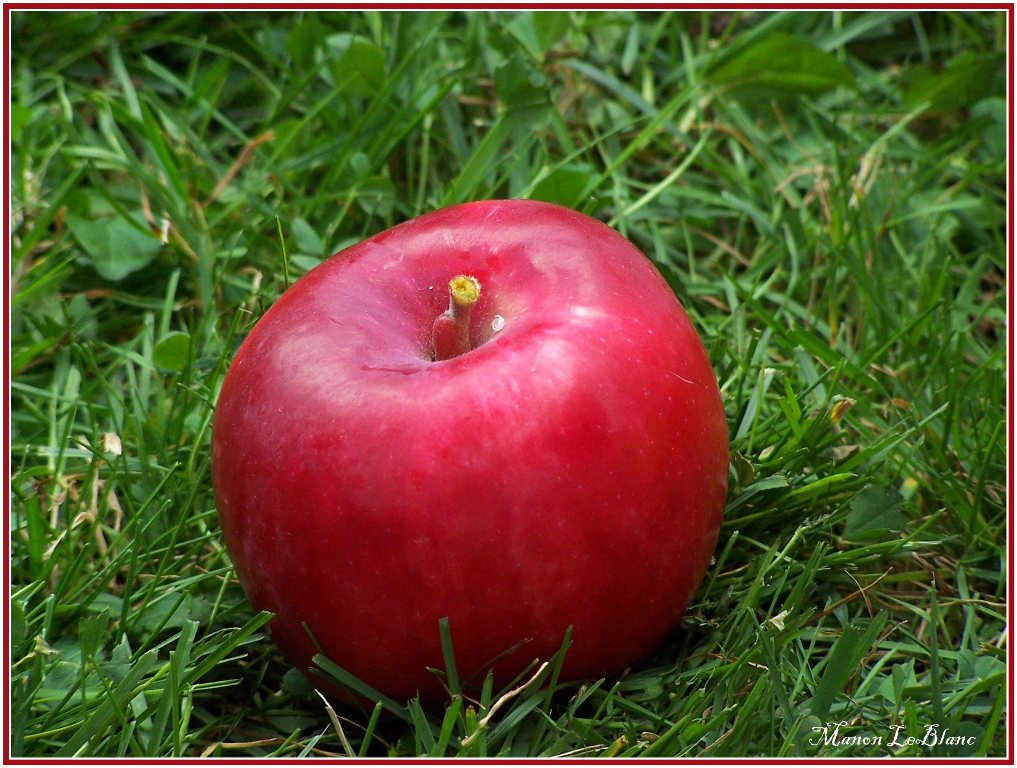 Wallpapers Nature Fruits Pomme