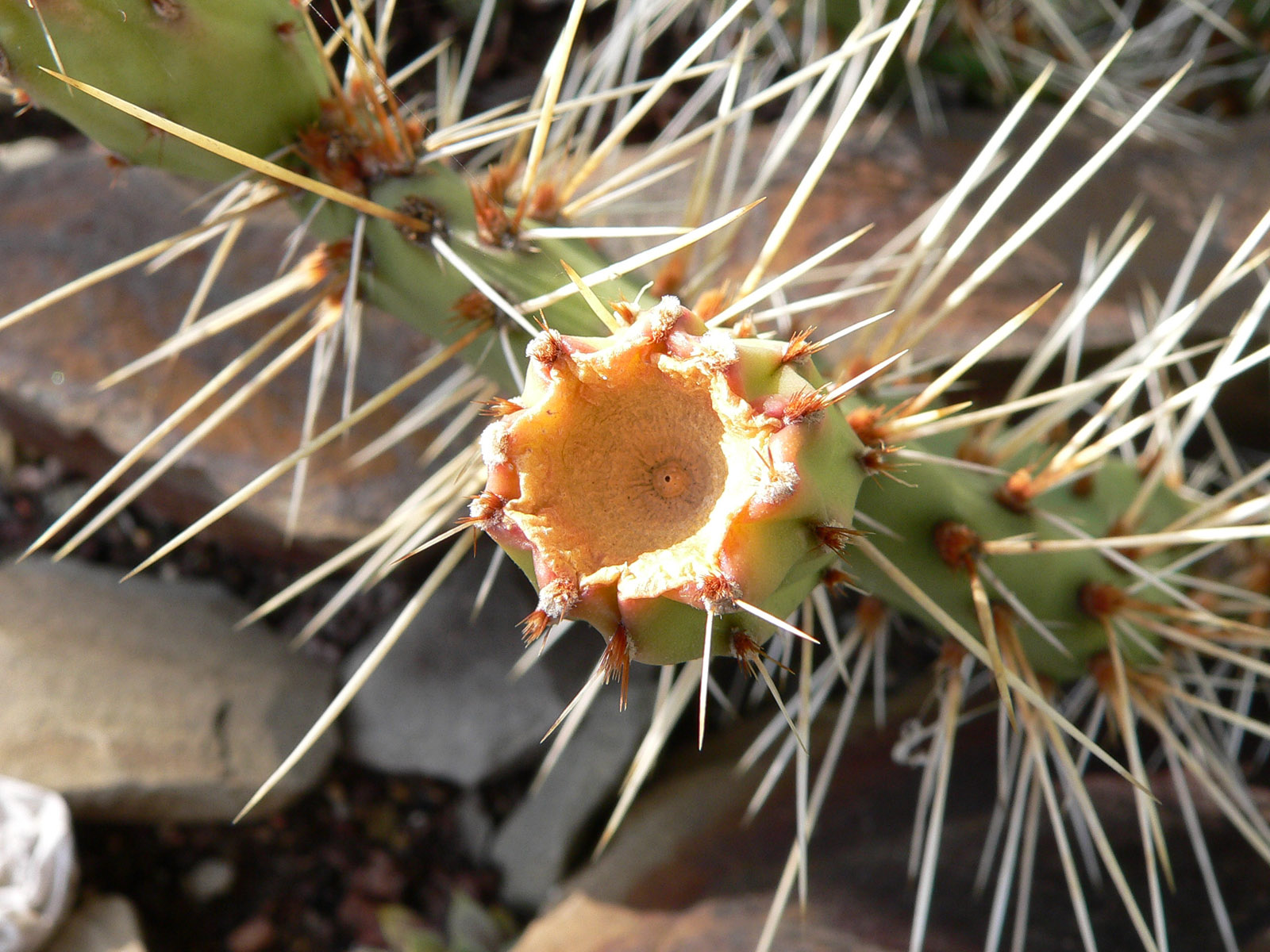 Fonds d'cran Nature Plantes - Arbustes sa pique