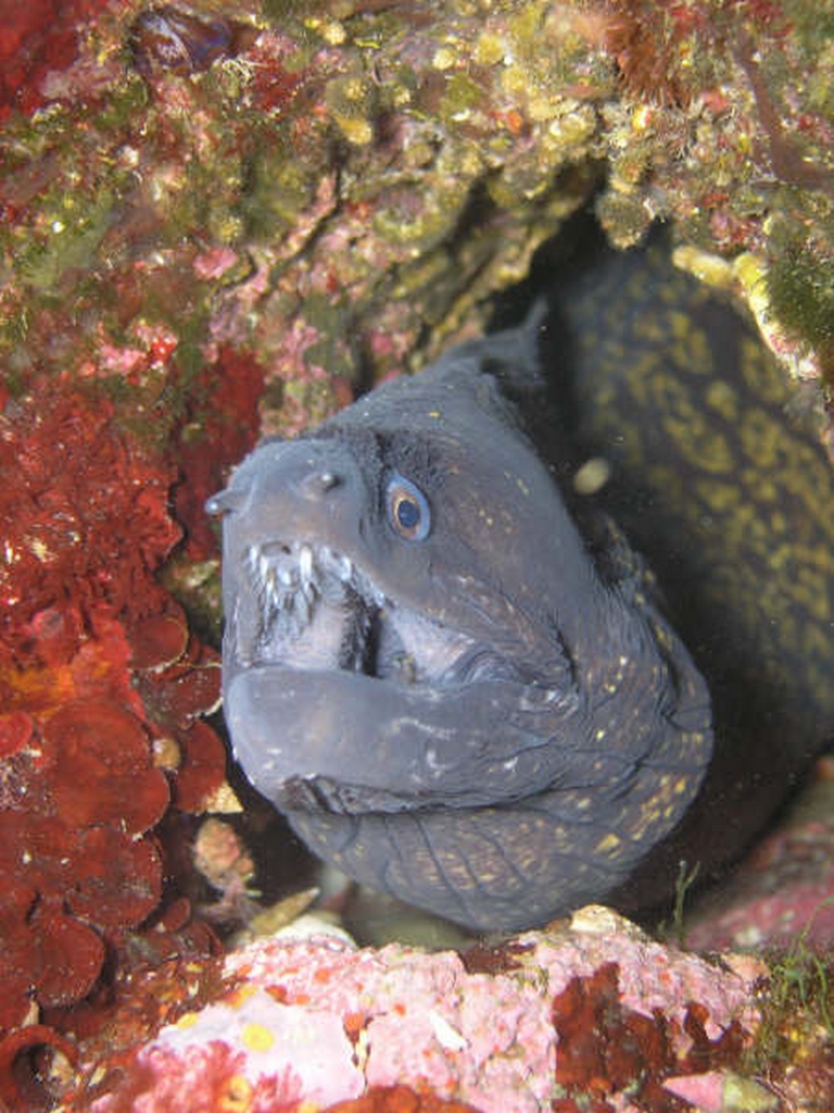 Fonds d'cran Animaux Vie marine - Poissons Murene