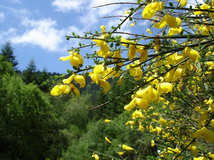 Fonds d'cran Nature Fleurs Gent