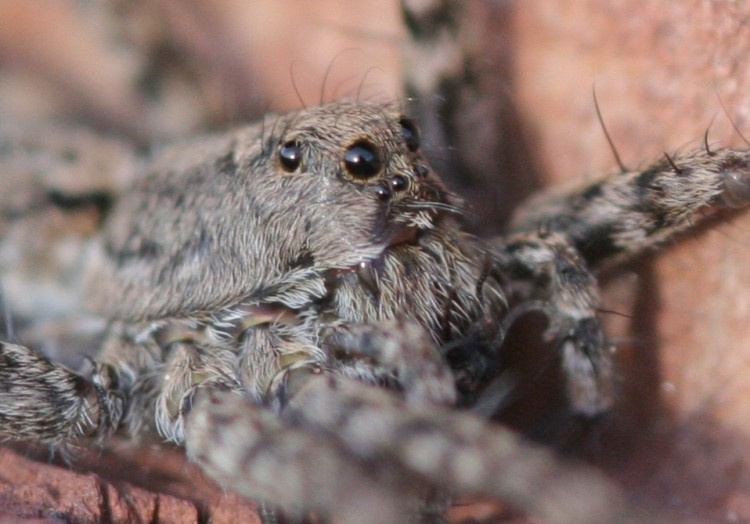 Fonds d'cran Animaux Araignes Araigne