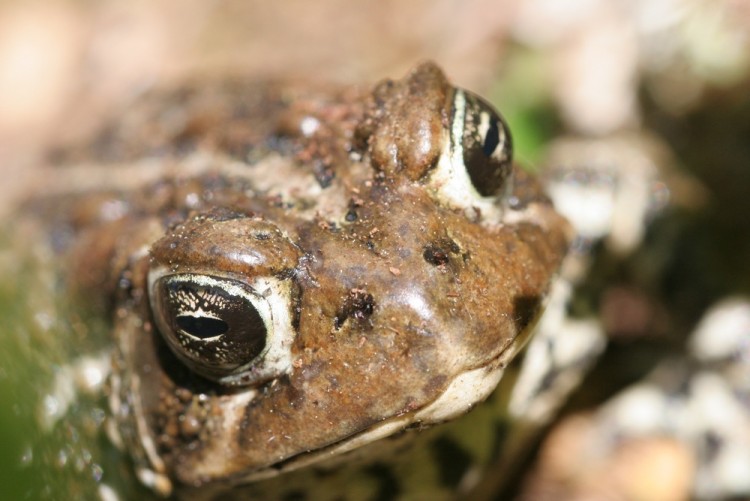 Fonds d'cran Animaux Grenouilles - Crapauds Wallpaper N150164