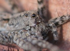 Fonds d'cran Animaux Araigne