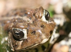 Fonds d'cran Animaux Image sans titre N150164