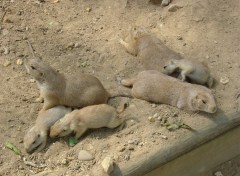 Wallpapers Animals CHIENS DU DESERT