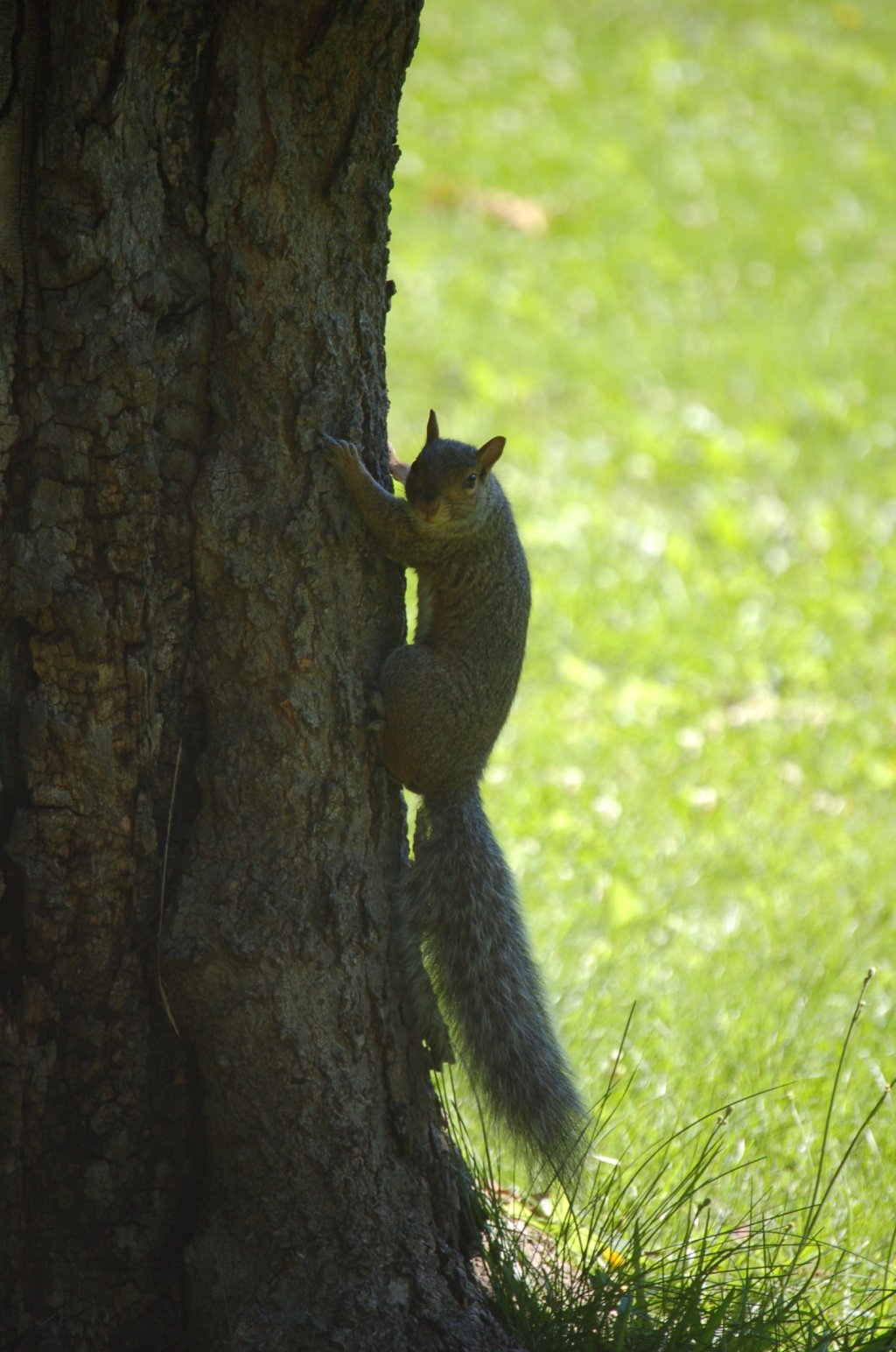 Wallpapers Animals Rodents - Misc 