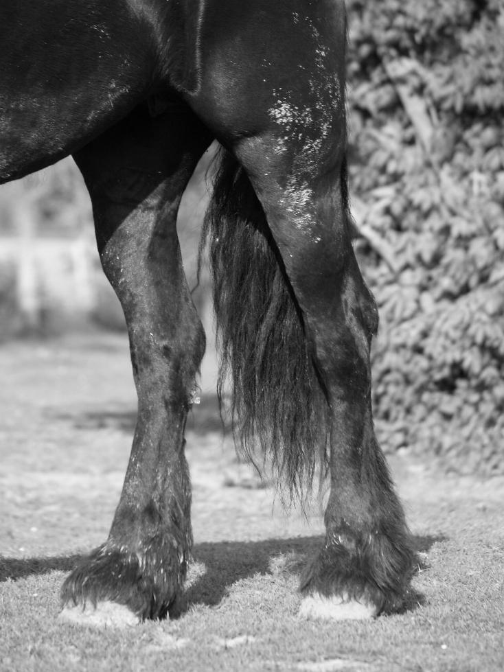 Fonds d'cran Animaux Chevaux 