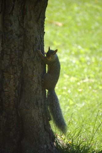 Wallpapers Animals Rodents - Misc Wallpaper N150273