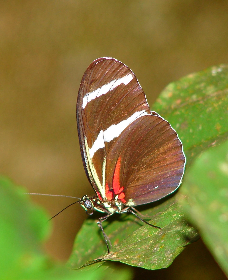 Wallpapers Animals Insects - Butterflies Papillon amazonien