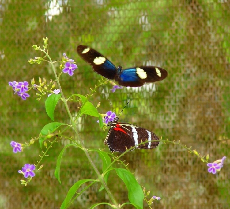 Wallpapers Animals Insects - Butterflies Papillons amazoniens